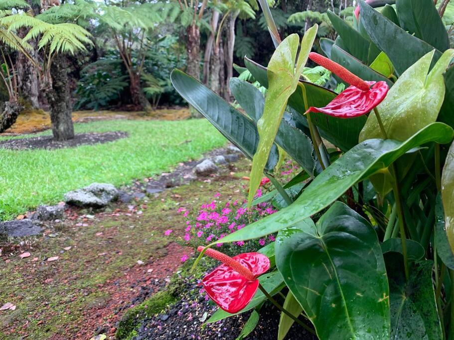 Hau'Oli Place Tiki Cottage In Volcano Zewnętrze zdjęcie